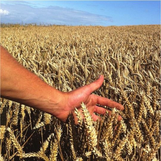 Farming - Ben 2