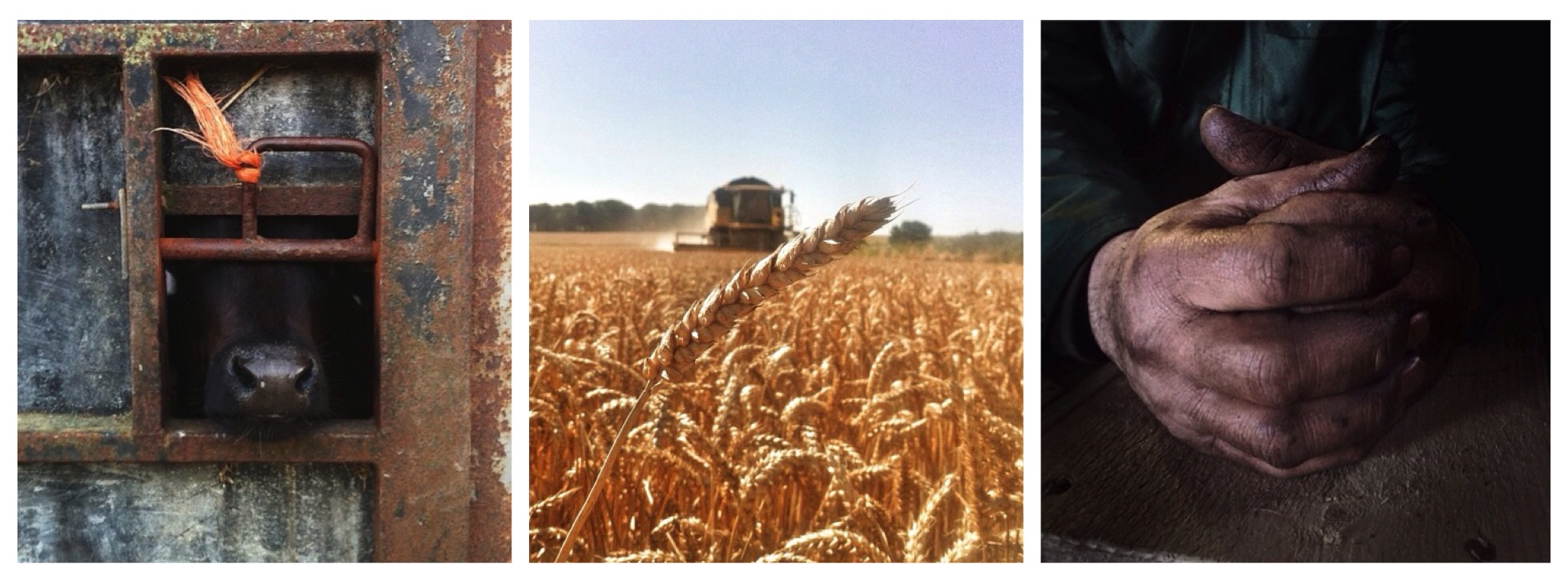farming-photos-taken-by-a-farmer-using-instagram